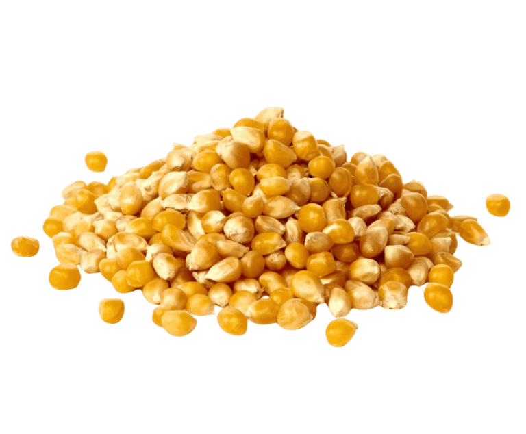 Corn (Maize)